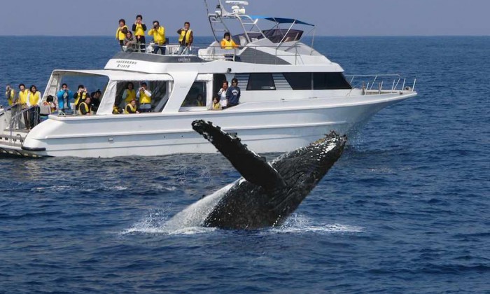 沖繩冬季海上觀鯨